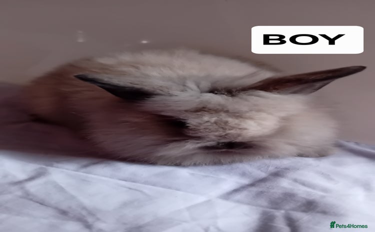 Lionhead rabbits - Advert 7