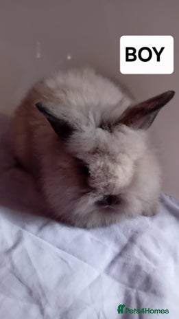 Lionhead rabbits - Advert 10