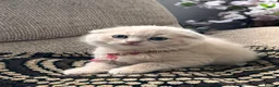 British Shorthair cats for sale: 😻CREAM & RED COLOUR KITTENS 😻 - Advert 26