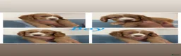 Sprocker dogs for sale: Sprocker puppies  - Advert 2