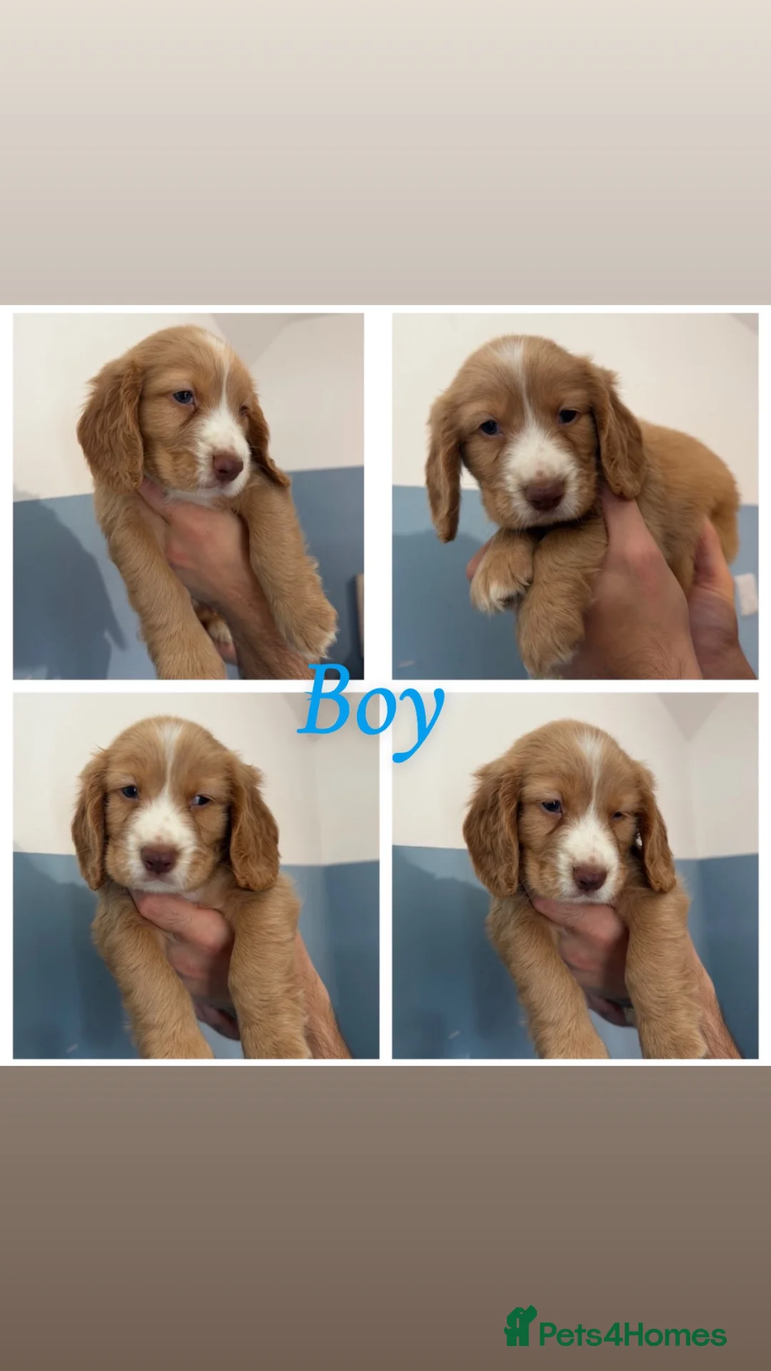 Sprocker dogs for sale: Sprocker puppies  - Advert 2