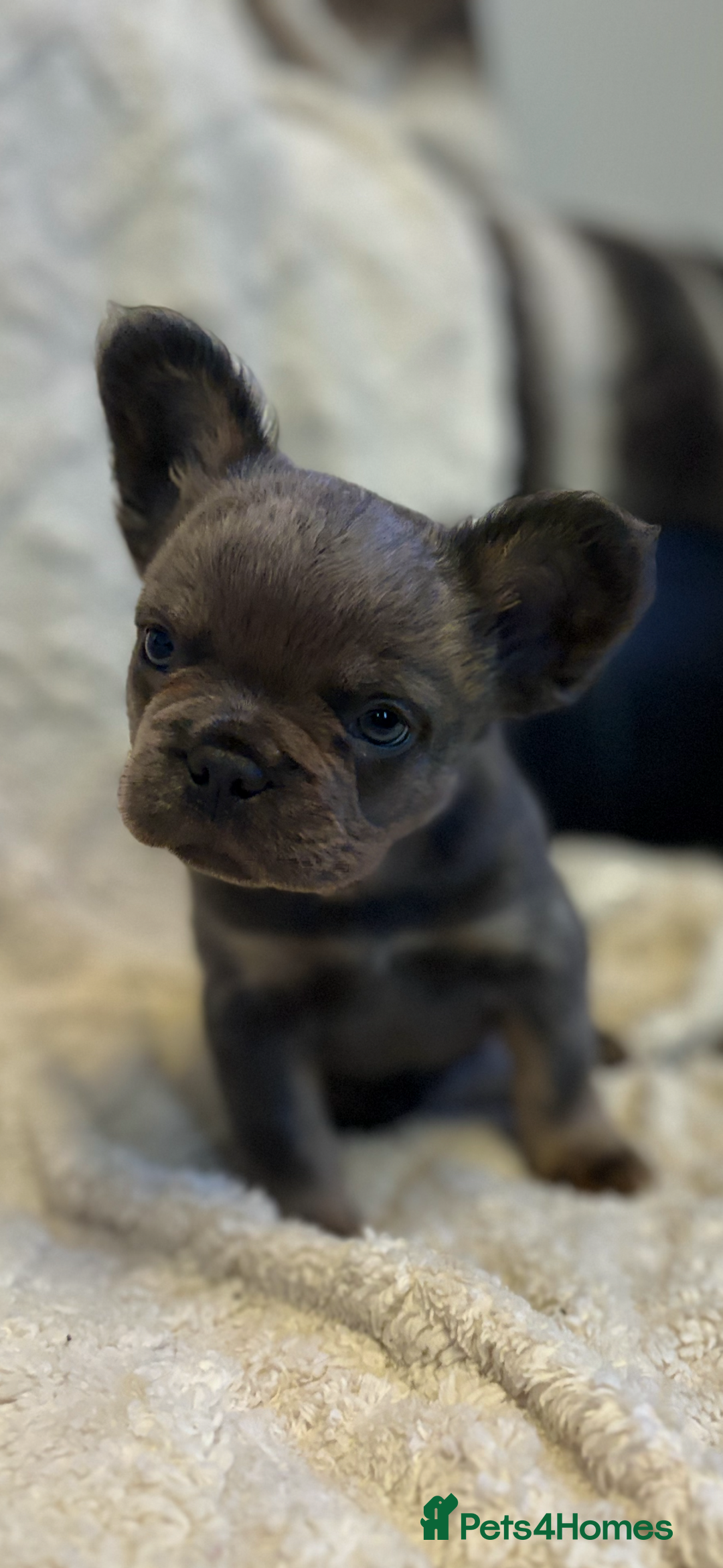 French Bulldog dogs for sale: Fluffy French Bulldog - Advert 2