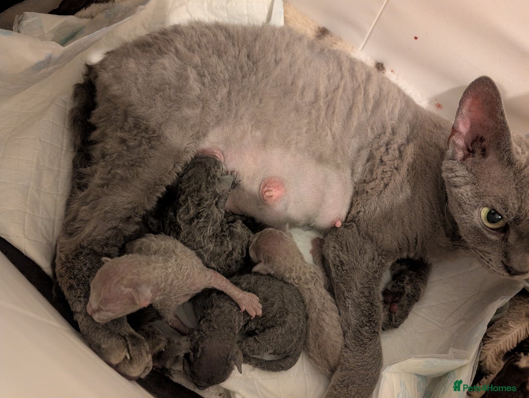 Devon Rex cats for sale: Blue & Lilac Devon Rex Kittens Taking Reservations - Image 3