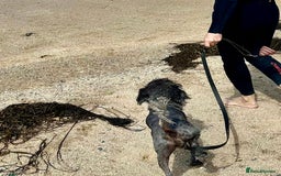 Poodle dogs for sale: Miniature silver poodle 3 years  - Advert 5