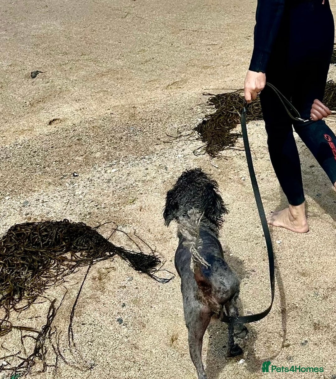 Poodle dogs for sale: Miniature silver poodle 3 years  - Advert 5