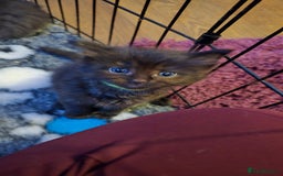 Maine Coon cats for sale: Stunning Maine Coon X  - Image 16
