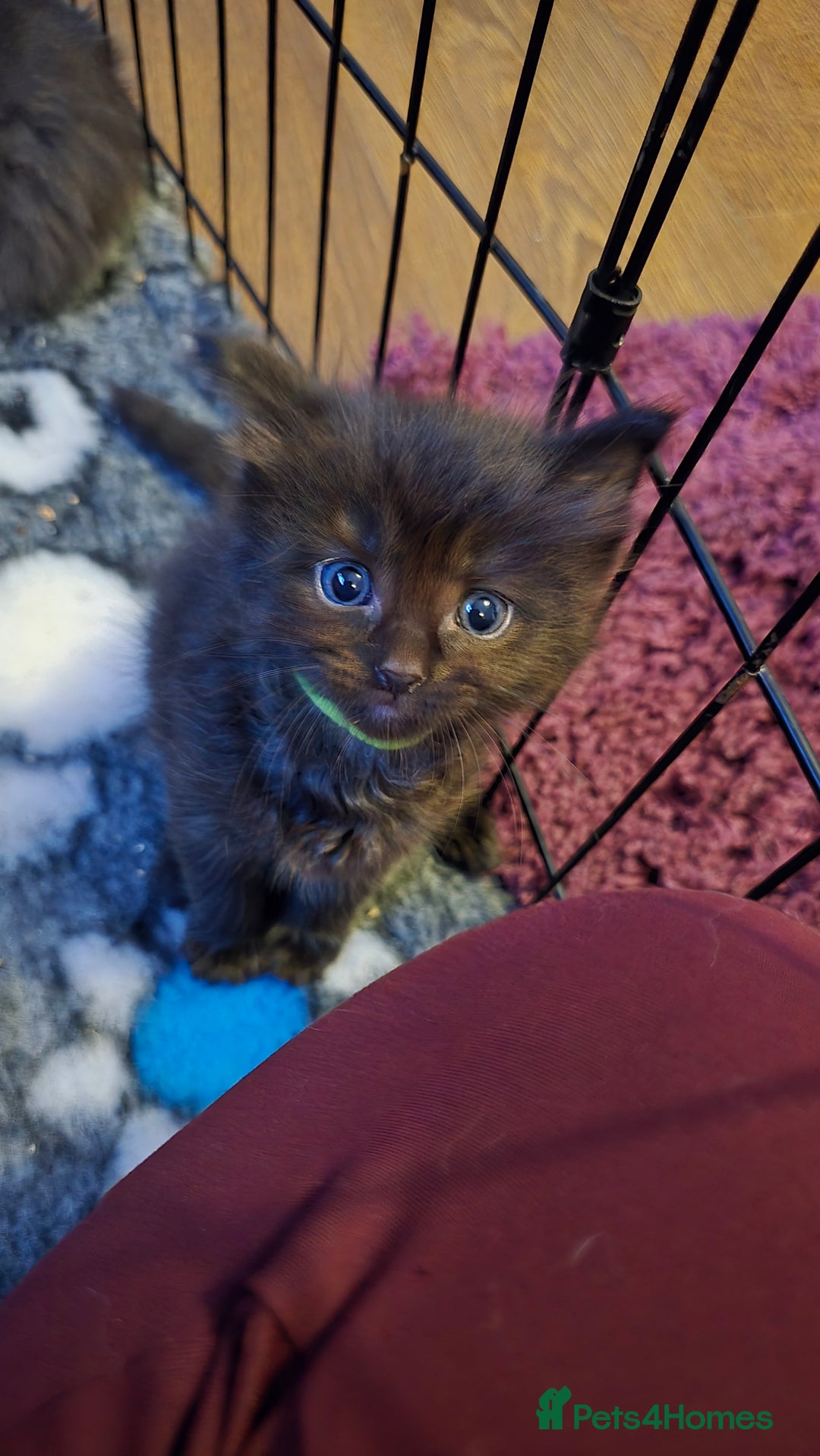 Maine Coon cats for sale: Stunning Maine Coon X  - Image 16