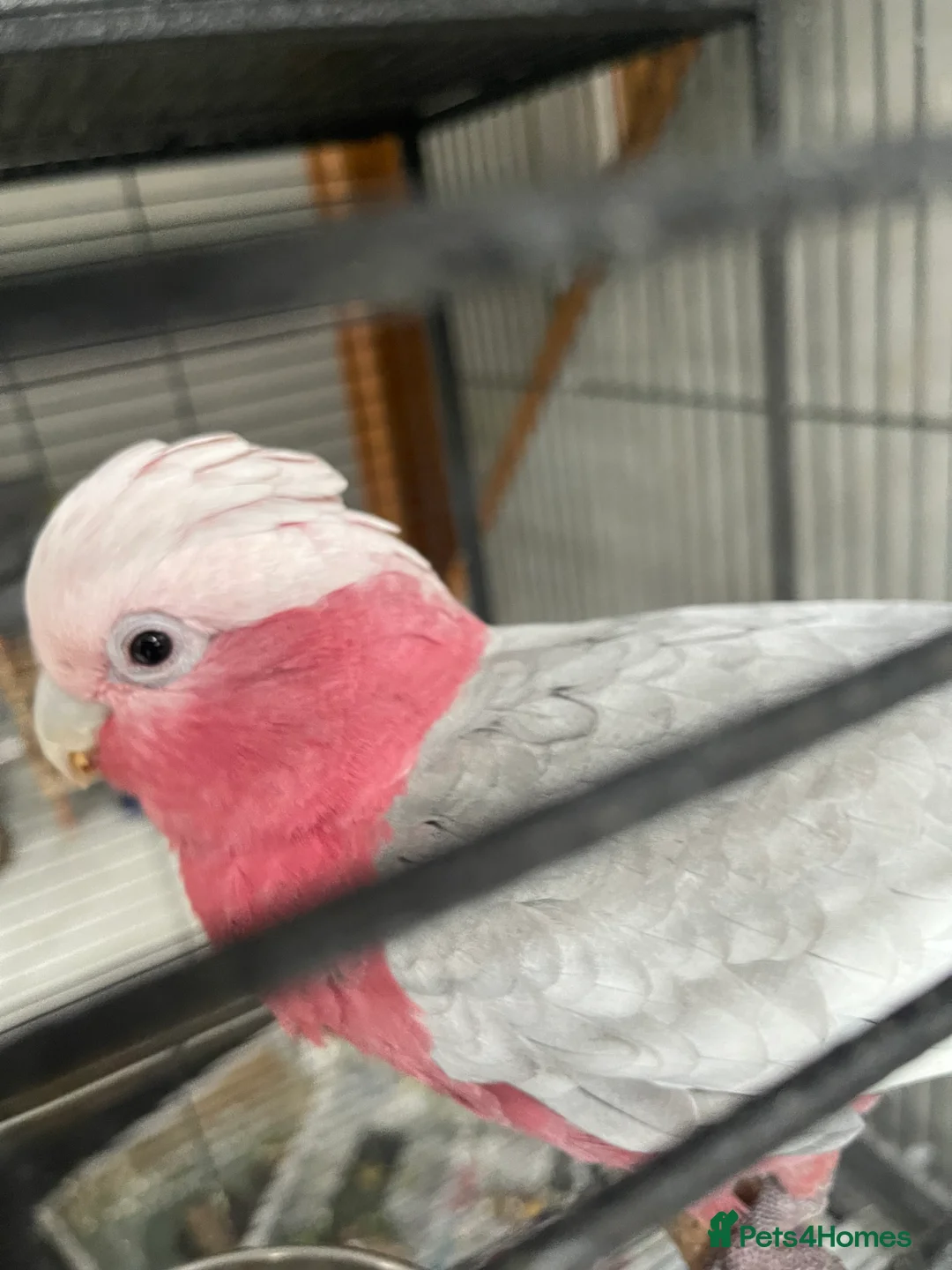 Cockatoo birds for sale: 🌟 CHARMING GALAH COCKATOO WITH CAGE 🌟 - Advert 5