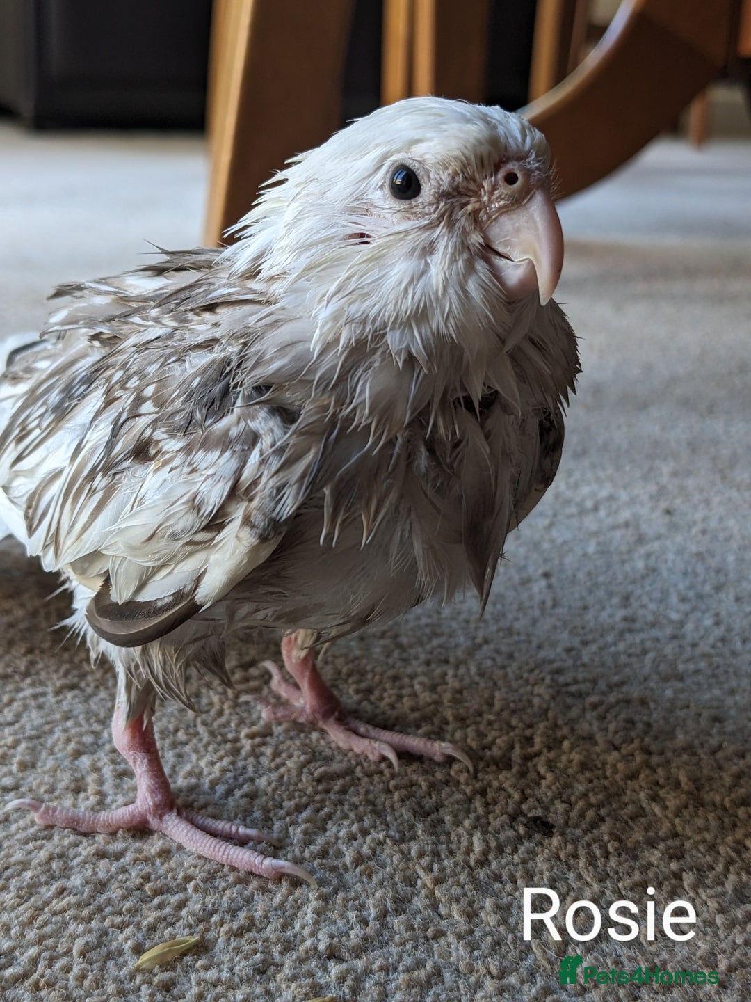 Cockatiels birds for sale: Hand-Reared male + female Cockatiels - Image 17