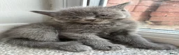 Mixed Breed cats for sale: 7 beautiful bsh x Persian kittens - Advert 1