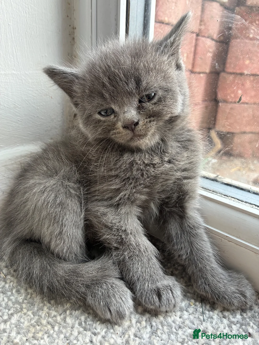 Mixed Breed cats for sale: 7 beautiful bsh x Persian kittens - Advert 1