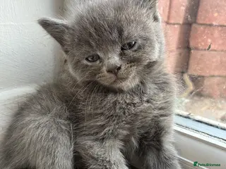Mixed Breed cats 7 beautiful bsh x Persian kittens - Advert 1