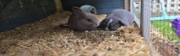 Mini Lop rabbits for sale: Gorgeous mini lops for sale - Advert 5