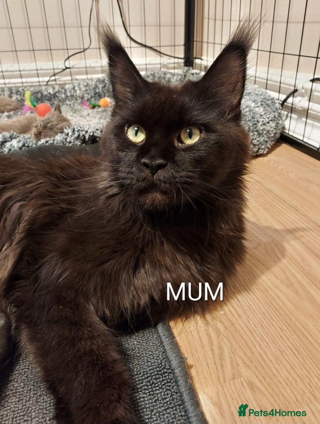 Maine Coon cats for sale: GREAT QUALITY MAINE COON KITTENS/DNA/GCCF  - Advert 21