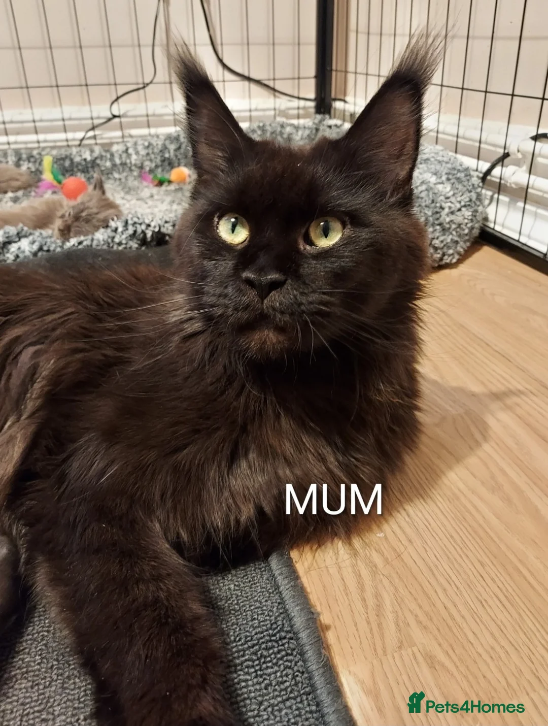 Maine Coon cats for sale: RARE COLOURS!!! MAINE COON KITTENS/DNA/GCCF  - Advert 21