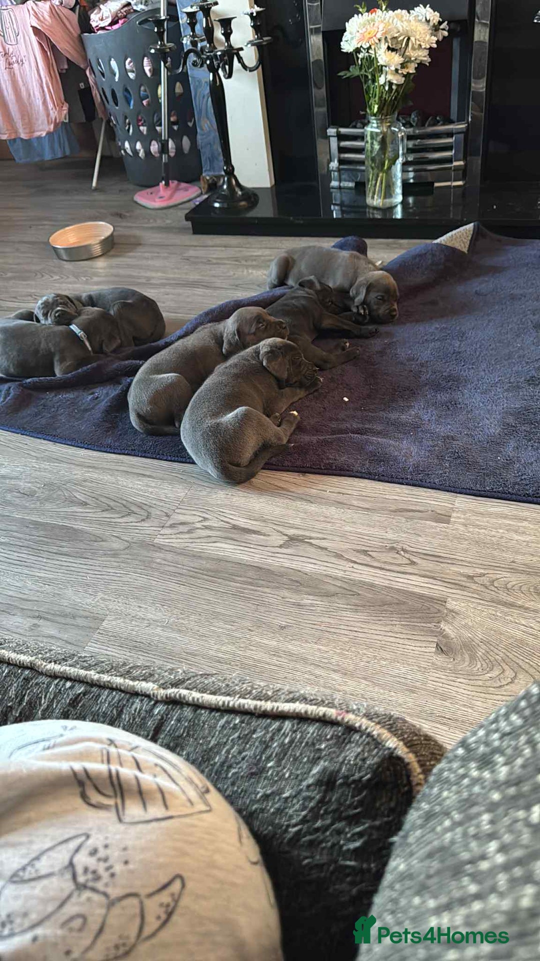 Cane Corso dogs for sale: Beautiful cane corso puppies  - Image 21