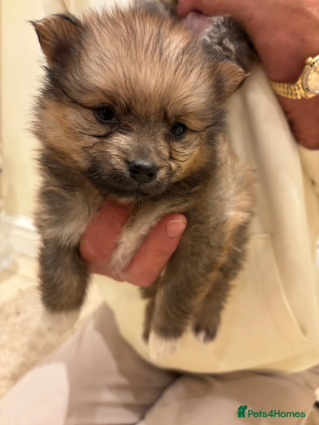 Pomeranian dogs for sale: Beautiful baby Pomeranian 🐾 - Advert 4