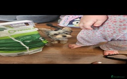Yorkshire Terrier dogs for sale: Rehoming my boy bertie  - Image 6