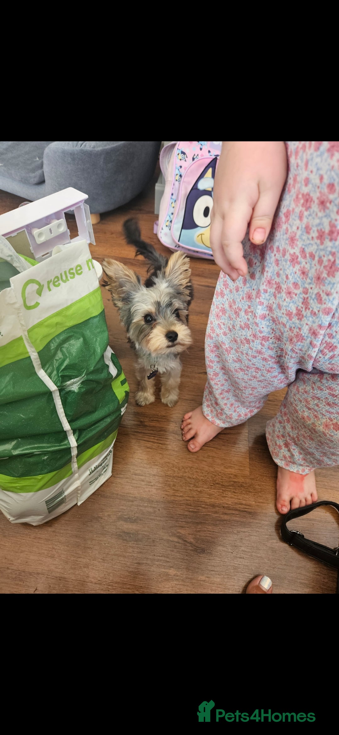 Yorkshire Terrier dogs for sale: Rehoming my boy bertie  - Image 6