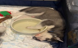 Siberian Husky dogs for sale: Strong Chunky Siberian Husky puppy’s  - Image 23