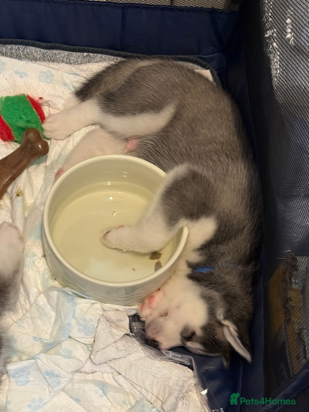 Siberian Husky dogs for sale: Strong Chunky Siberian Husky puppy’s  - Image 23