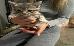 Mixed Breed cats for sale: 3 x female 2 x male kittens  - Image 6