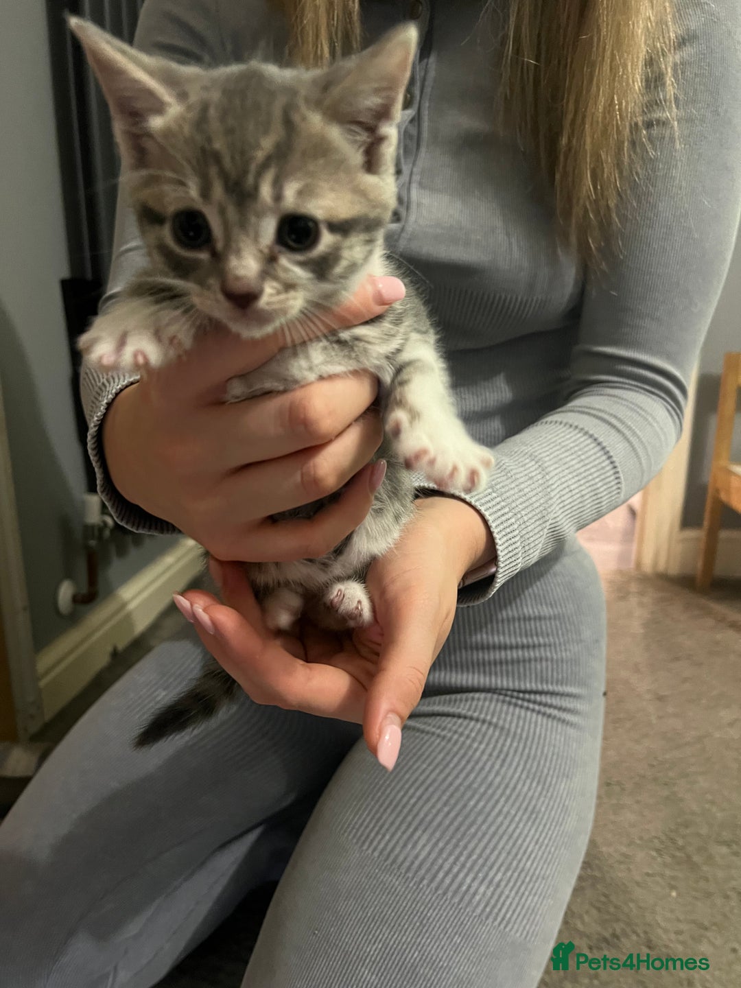 Mixed Breed cats for sale: 3 x female 2 x male kittens  - Image 6