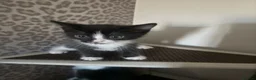 Mixed Breed cats for sale: Kittens for sale - Advert 4