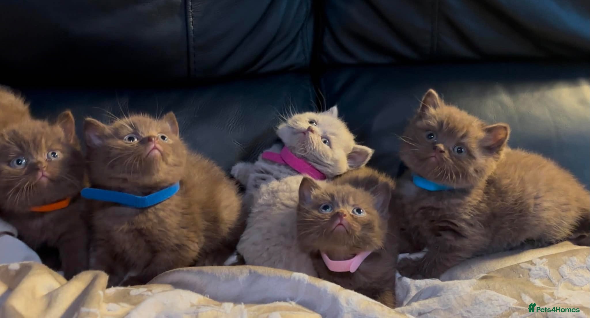 British Shorthair cats Stunning chocolate kittens available  - Advert 2