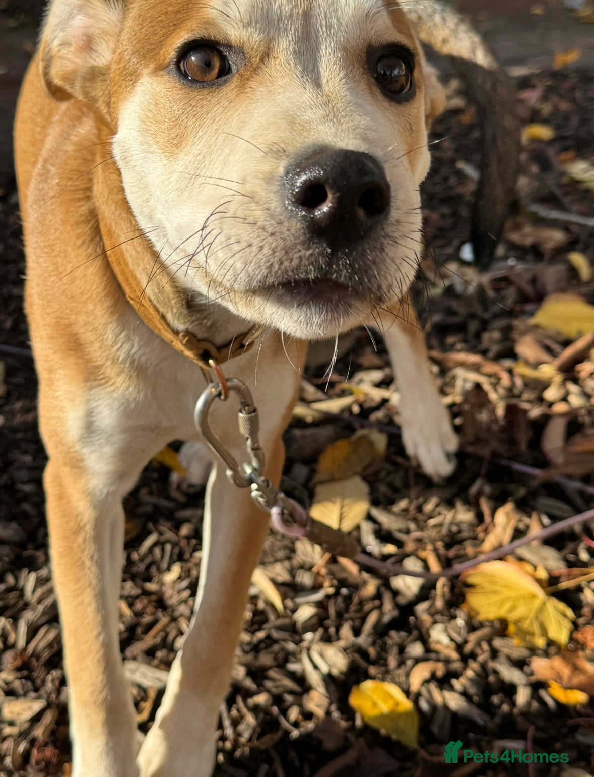 Mixed Breed dogs 9 month old staffy x Akita mix  - Advert 1