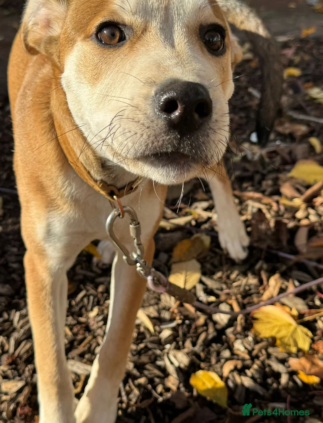 Mixed Breed dogs for sale: 9 month old staffy x Akita mix  - Advert 1