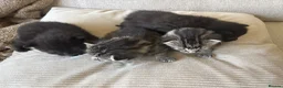 Bengal cats for sale: Stunning litter of kittens  - Advert 7