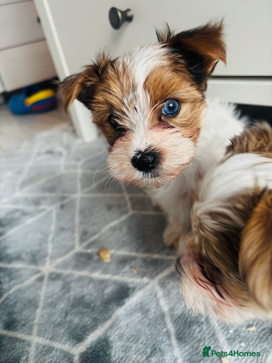 Yorkshire Terrier dogs for sale: ❤️Beautiful blue eyed Yorkshire terrier puppies❤️ - Advert 13