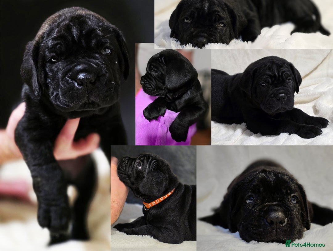 Cane Corso dogs for sale: ⭐️Cane Corso Pups⭐️Pure Championship Genes🏆 - Advert 1