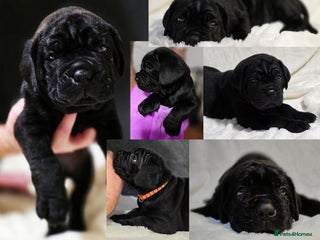 Cane Corso dogs ⭐️Cane Corso Pups⭐️Pure Championship Genes🏆 - Advert 1