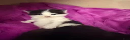 Mixed Breed cats for sale: Beautiful girls looking for forever homes - Advert 6