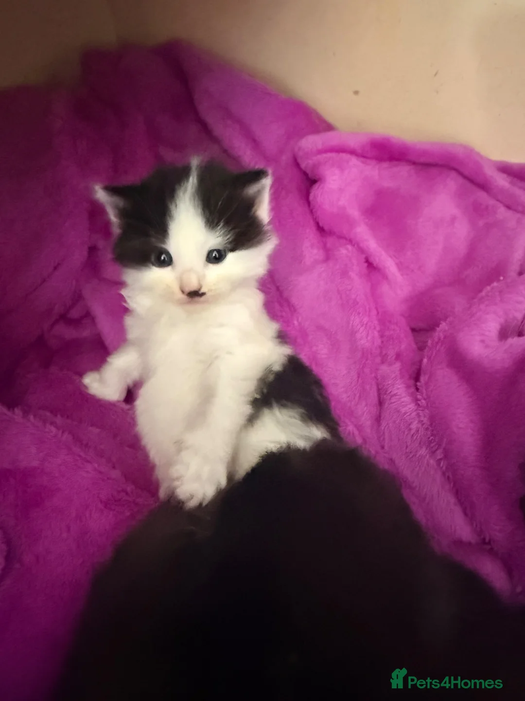 Mixed Breed cats for sale: Beautiful girls looking for forever homes - Advert 6