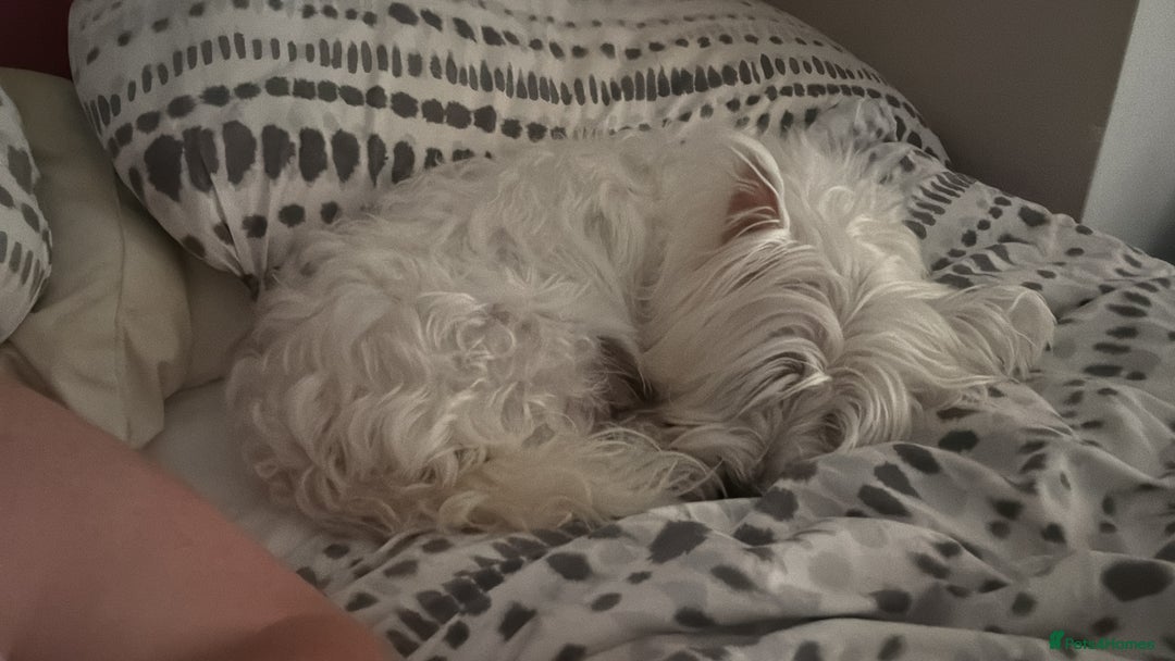 West Highland Terrier dogs for sale: Stunning Hand-Reared Westies – 4 Beautiful Boys - Image 8