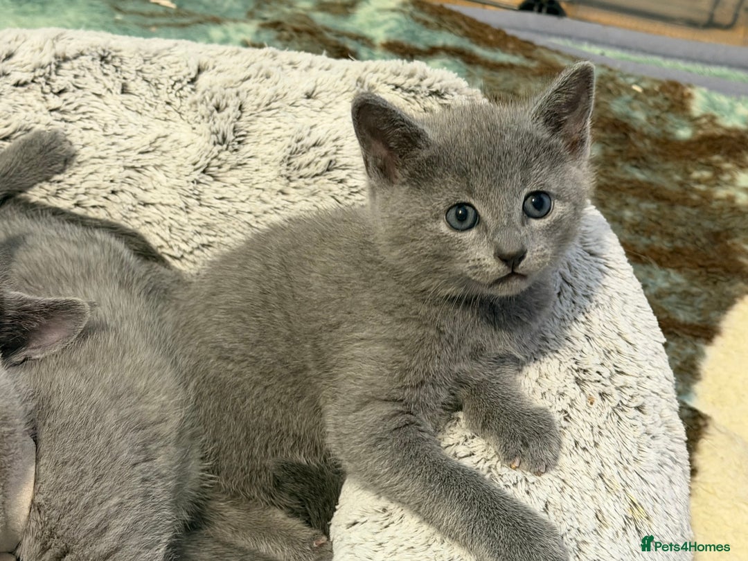 Russian Blue cats for sale: Russian blue TICA registered kittens  - Advert 4