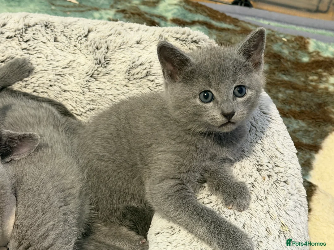 Russian Blue cats for sale: Russian blue TICA registered kittens  - Advert 5