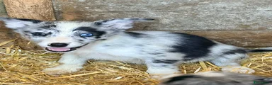 Border Collie 5
