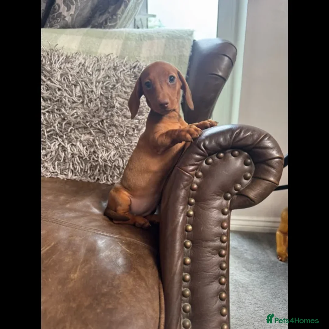 Dachshund dogs for sale: dachshund puppies - Image 12
