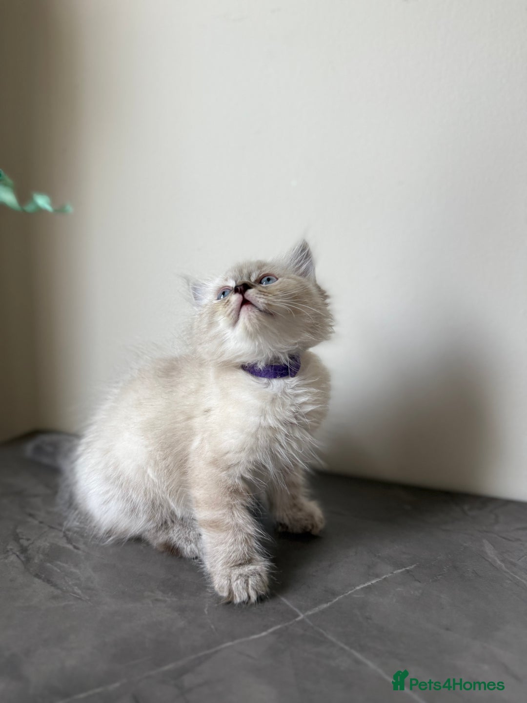 Ragdoll cats for sale: RAGDOLL KITTENS - LAST BOY 🐾🩵 - Image 7