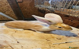 Continental Giant rabbits for sale: Continental Giants Merle - Image 11