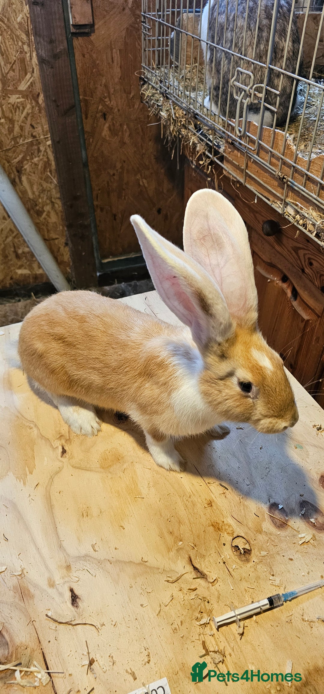 Continental Giant rabbits for sale: Continental Giants Merle - Image 11