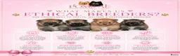 Pomeranian dogs for sale: KC Reg Pomeranians🐾Rare Colours🐾Licensed Breeder - Advert 5