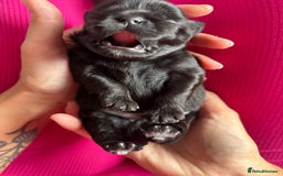 Shih Tzu dogs for sale: Bear 🐻  - Image 12