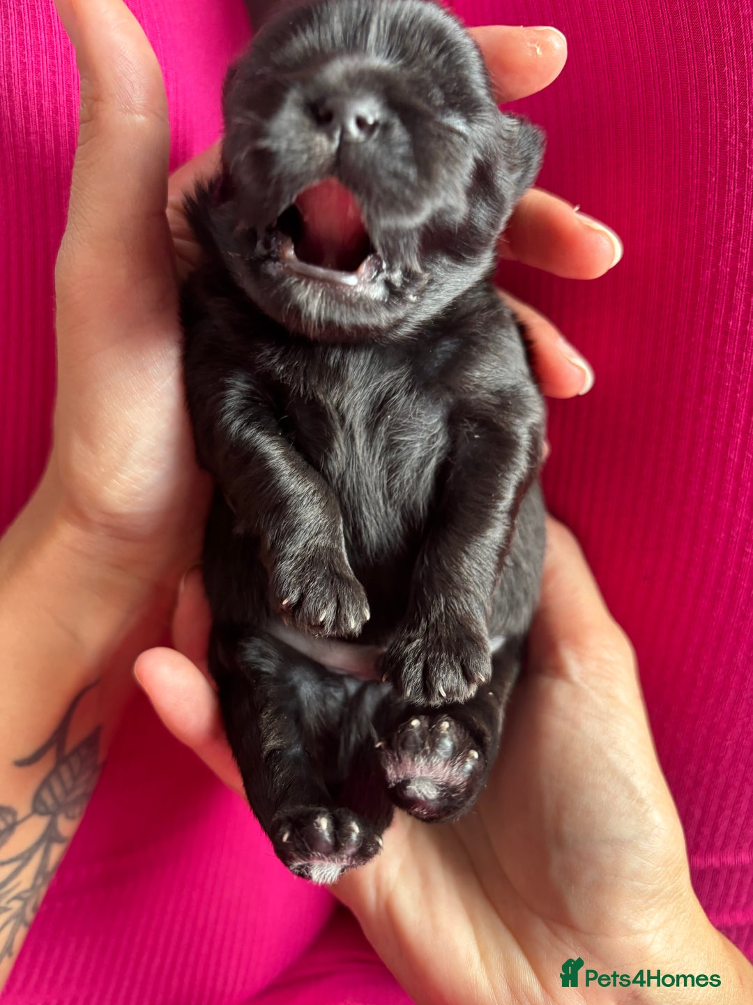 Shih Tzu dogs for sale: Bear 🐻  - Image 12