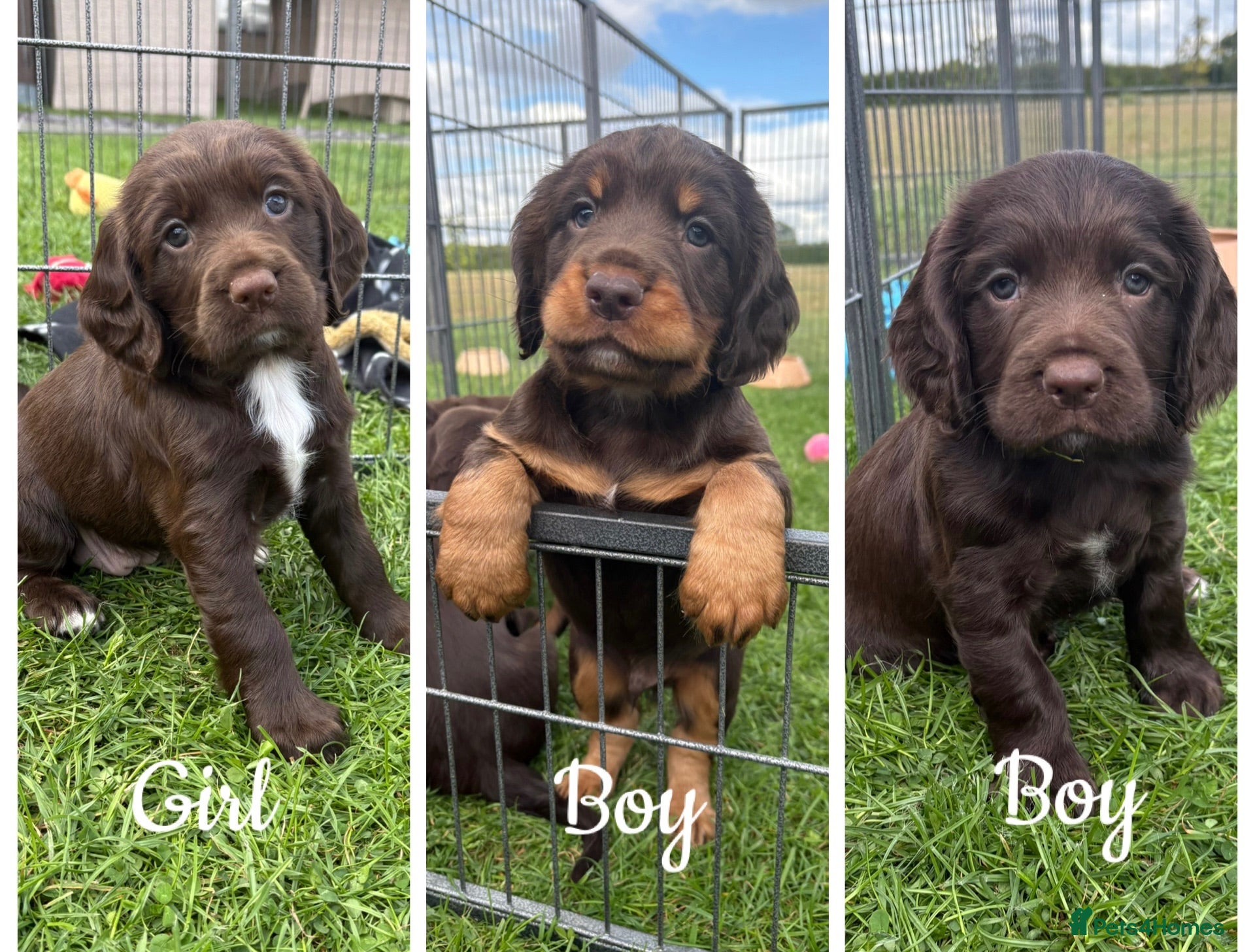 Sprocker dogs Fully Health Tested F1 Sprocker Spaniels - Advert 1