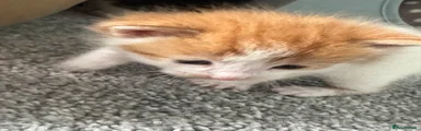 Mixed Breed Kitten 4
